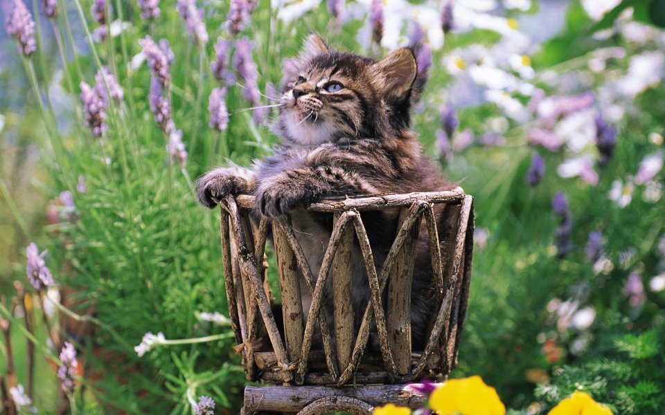 Kitten Sitting In A Wooden Basket In The Garden