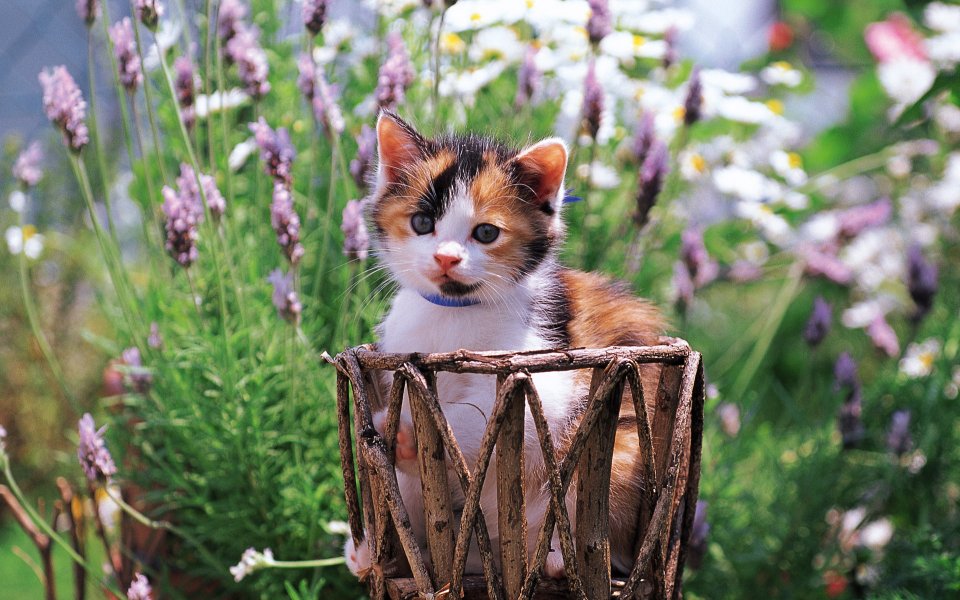 花园中篮子里的可爱三花小猫