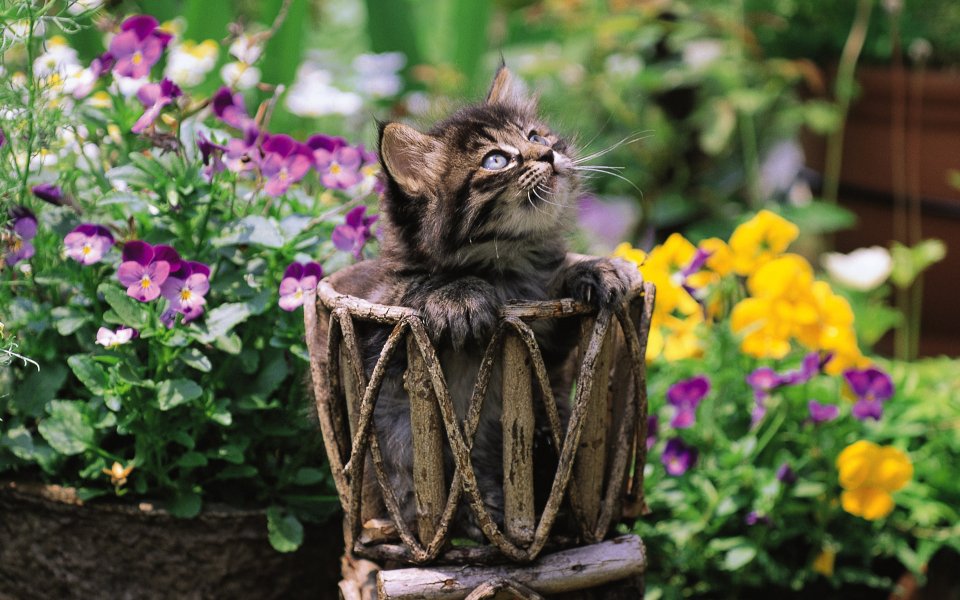 花园中探头的小猫