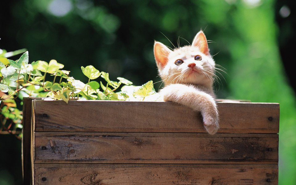 Kitten In A Wooden Garden Box