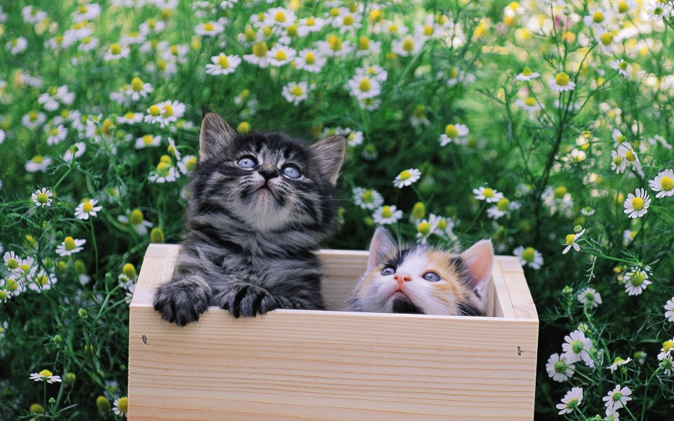 花园木箱里的可爱小猫与雏菊