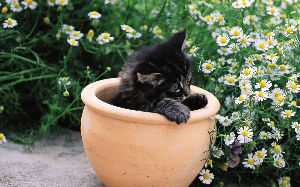 花园花盆里的小猫