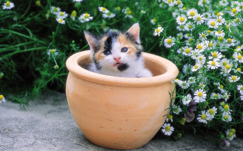 花园花盆里的可爱三花小猫