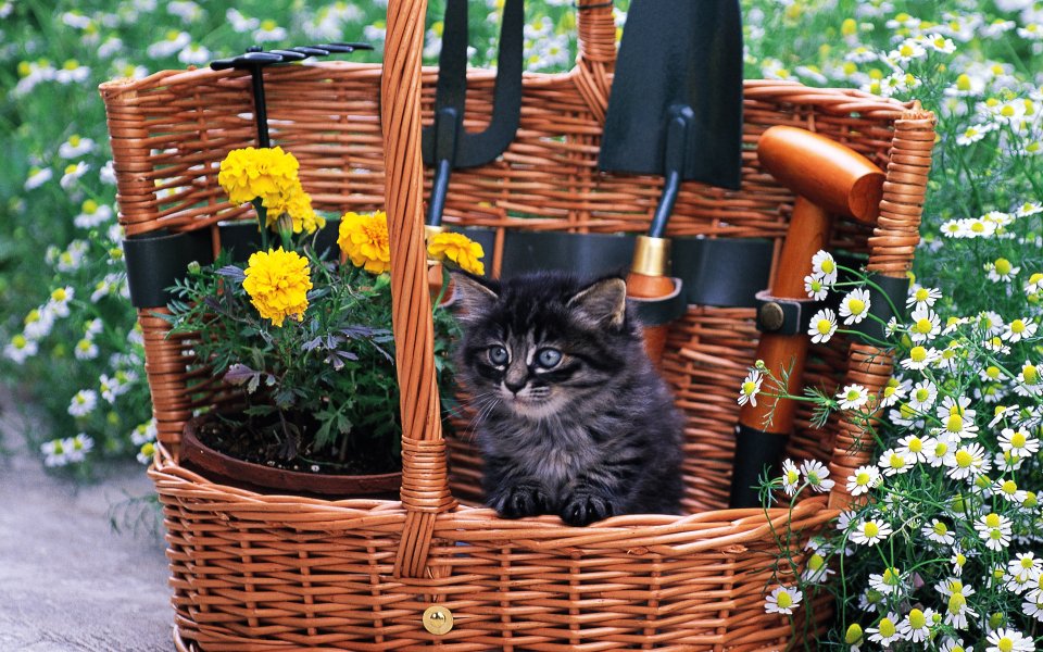 Kitten In A Garden Basket