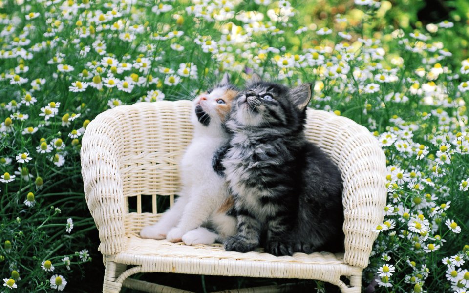 Two Cute Kittens Sitting On Wicker Chair In Garden