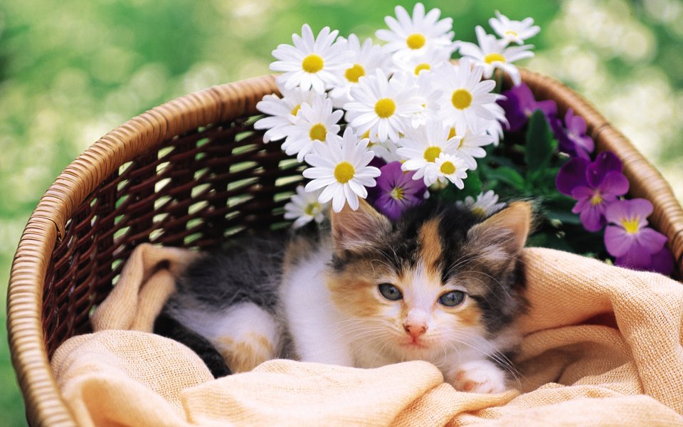 Kitten In Flower Basket With Daisies