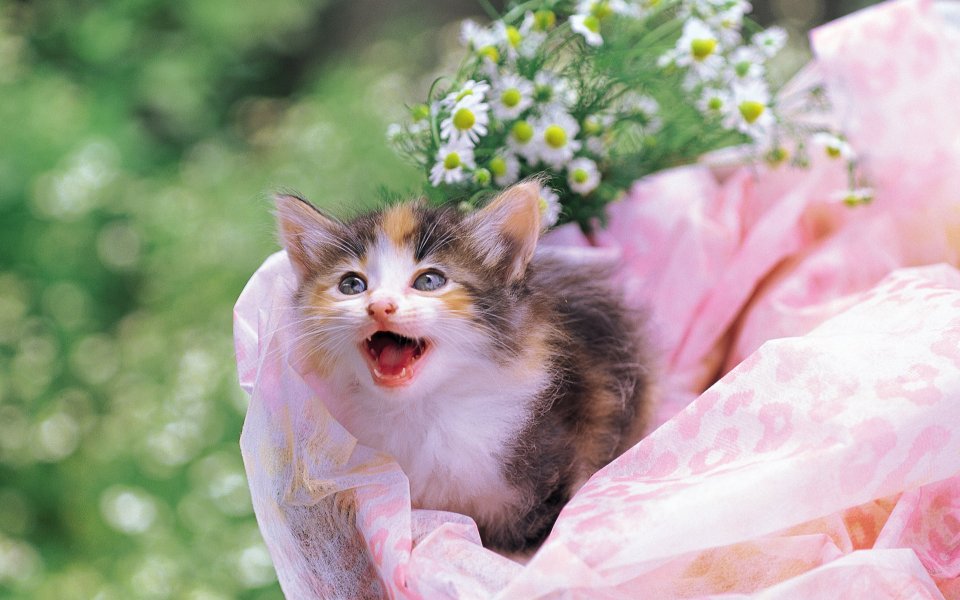 Cute Calico Kitten In Garden
