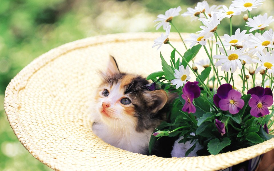 Cute Calico Kitten In Straw Hat With Daisies