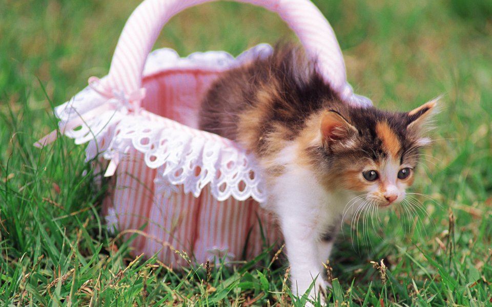 Cute Calico Kitten In A Basket