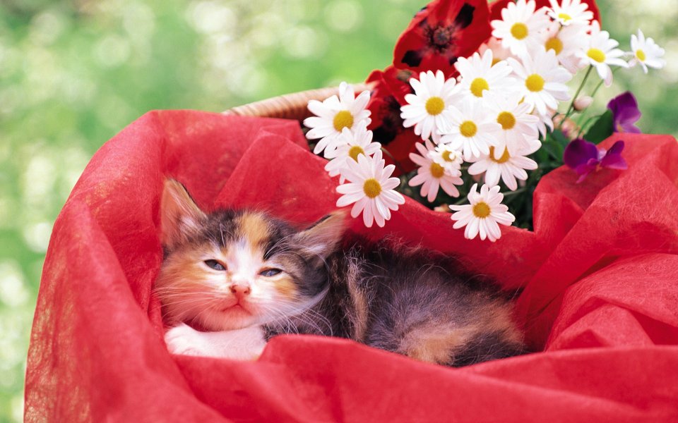 花篮里的小猫与雏菊