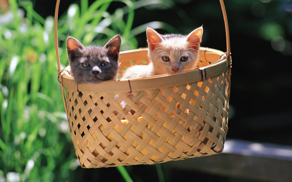 Two Cute Kittens In A Wicker Basket