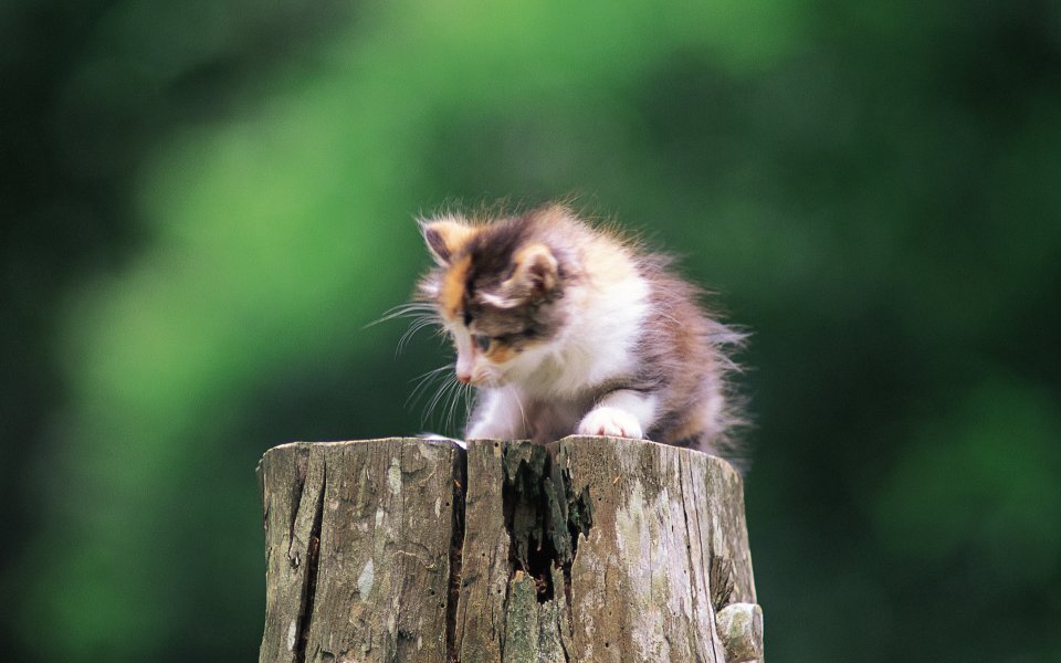 Fluffy Calico Kitten On Old Tree Stump Outdoor Nature Photo