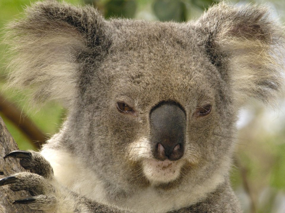 Koala Portrait Lone Pine Koala Sanctuary