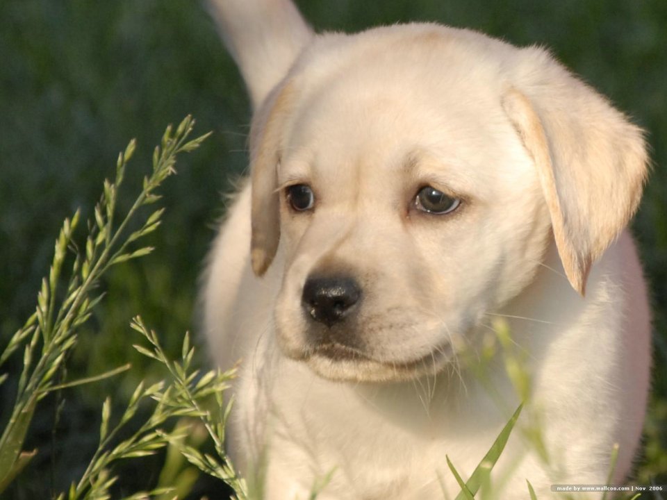 草地上的可爱拉布拉多幼犬