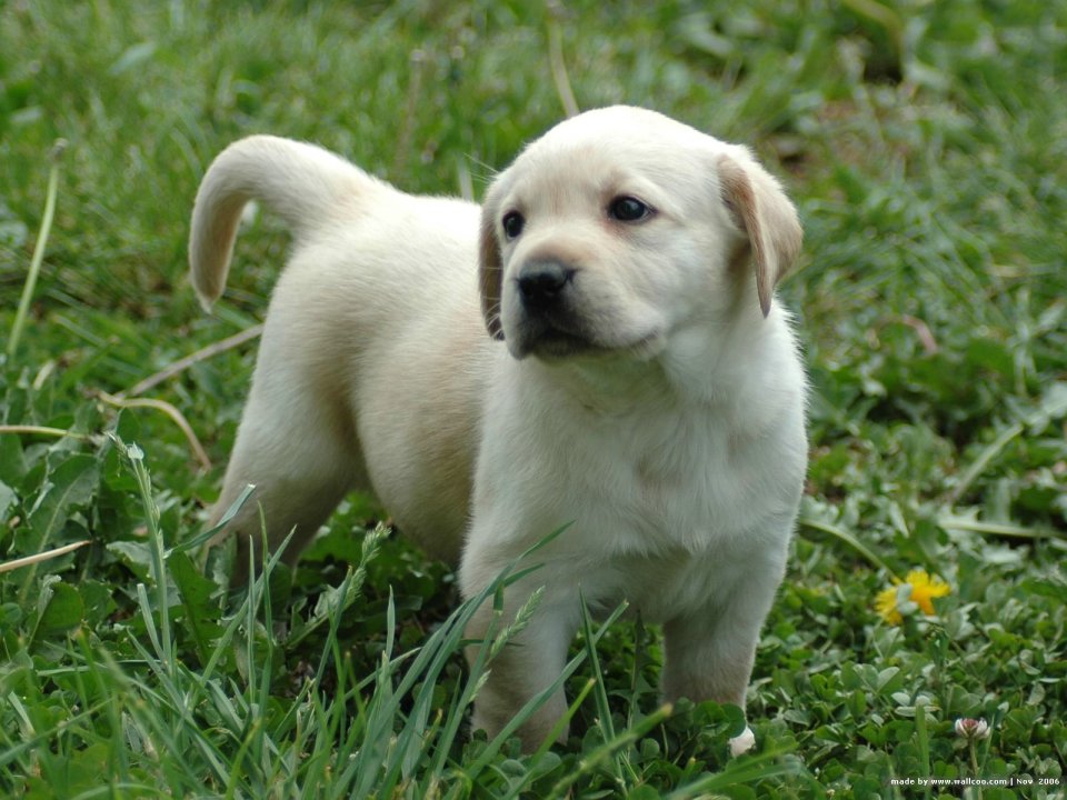 草地上的可爱拉布拉多幼犬