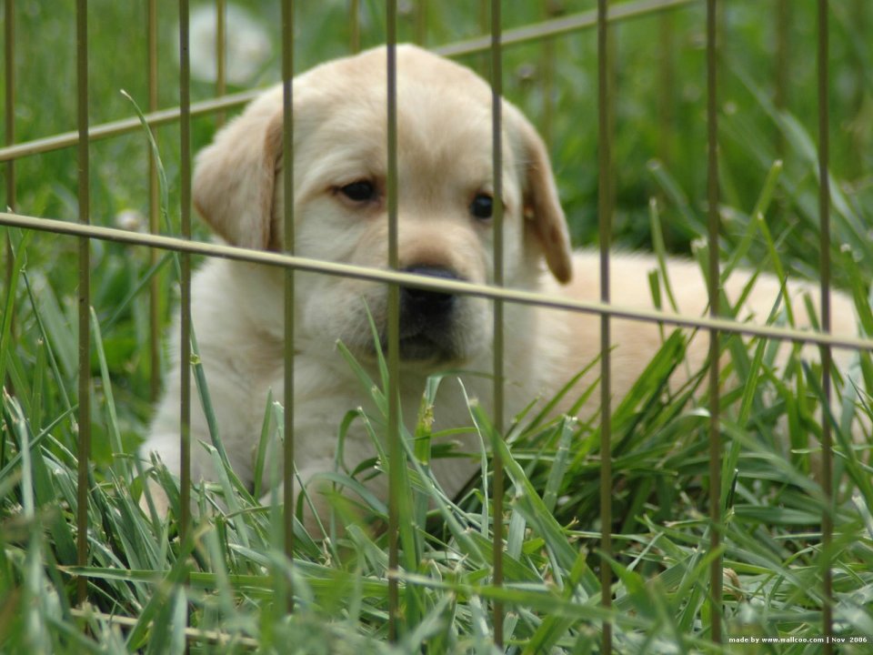 草地栅栏里的可爱拉布拉多幼犬