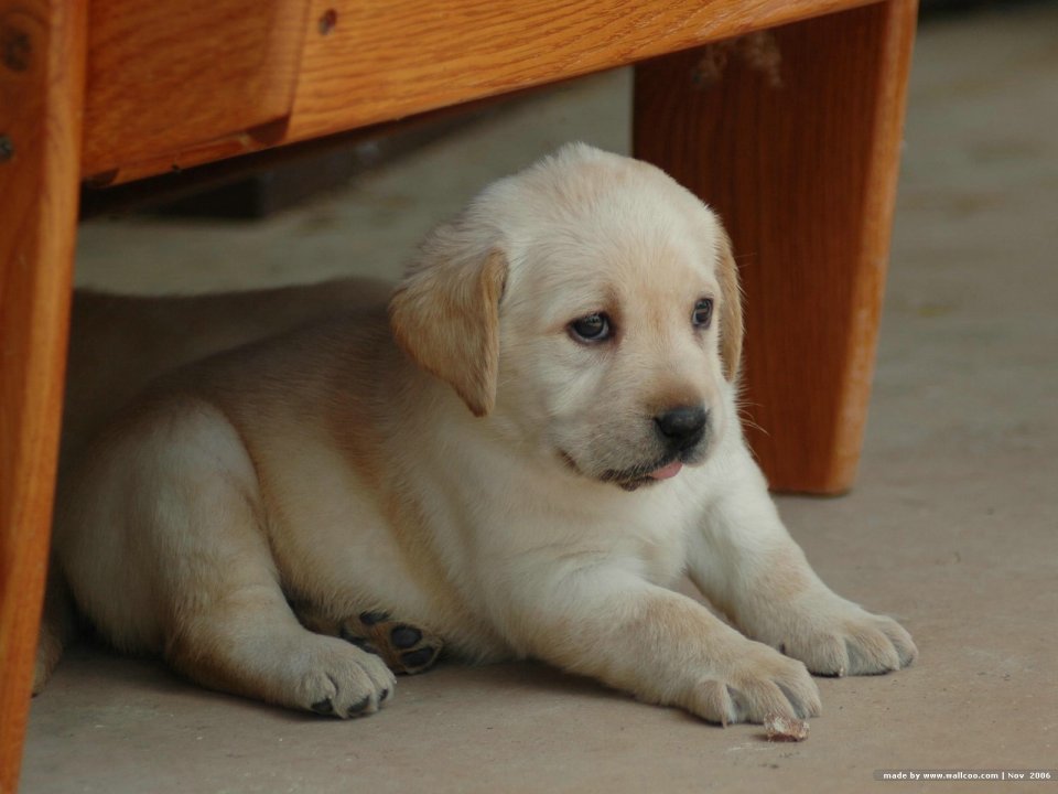 Cute Labrador Retriever Puppy