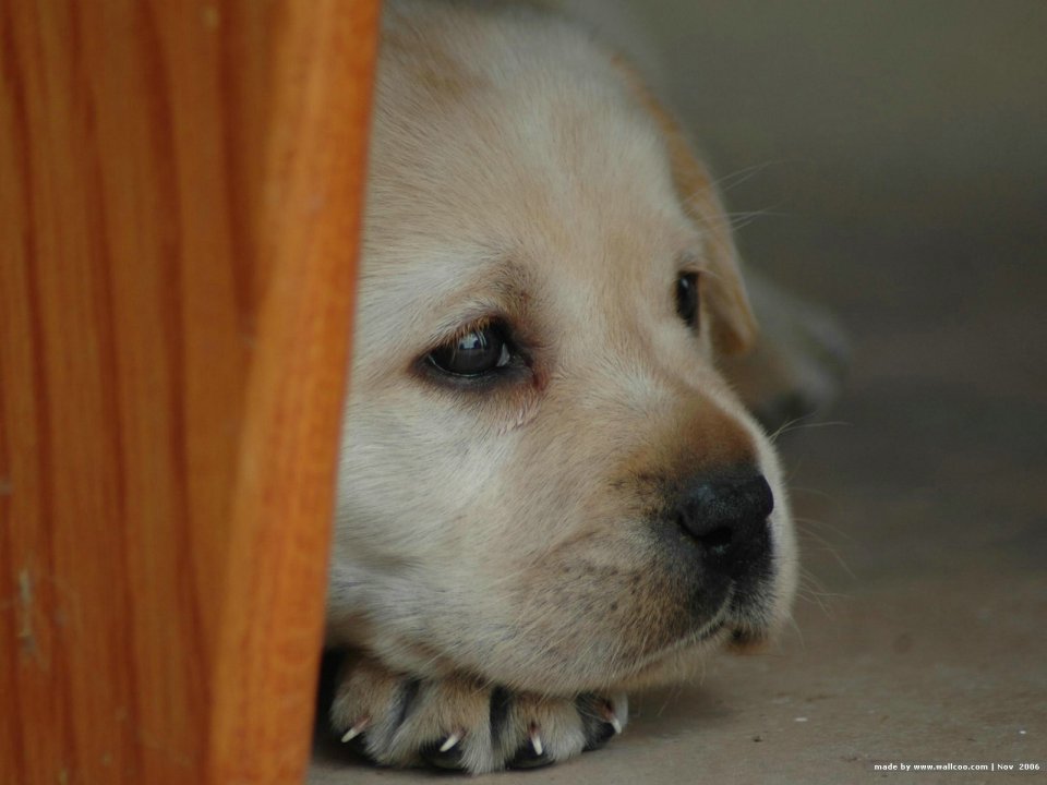 拉布拉多幼犬的治愈眼神