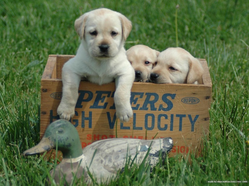 Labrador Retriever Puppies In Wooden Crate