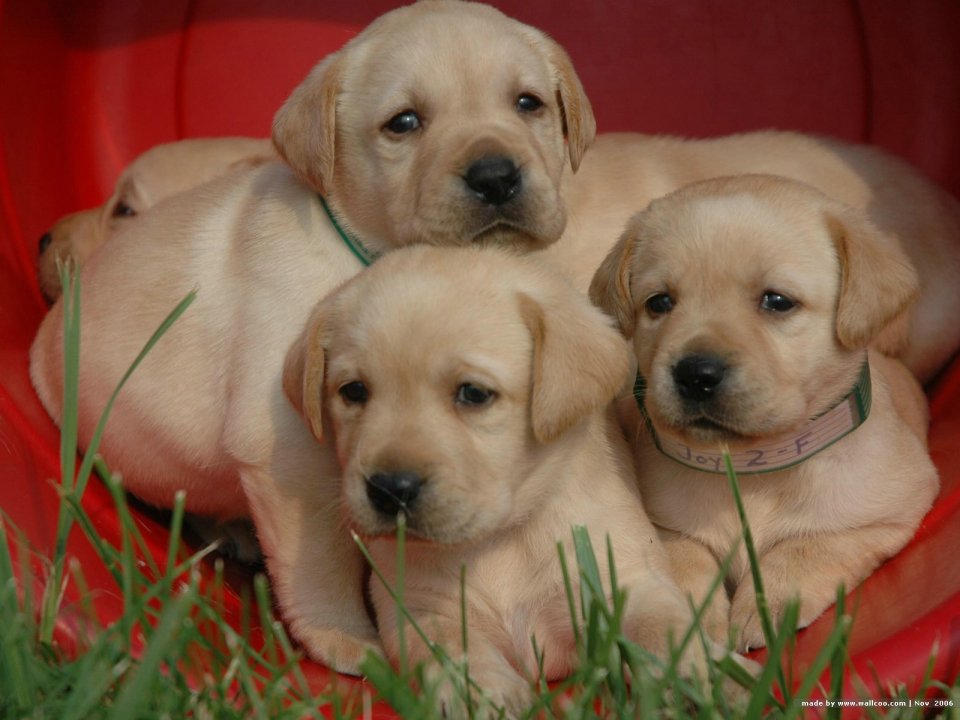 Cute Labrador Retriever Puppies