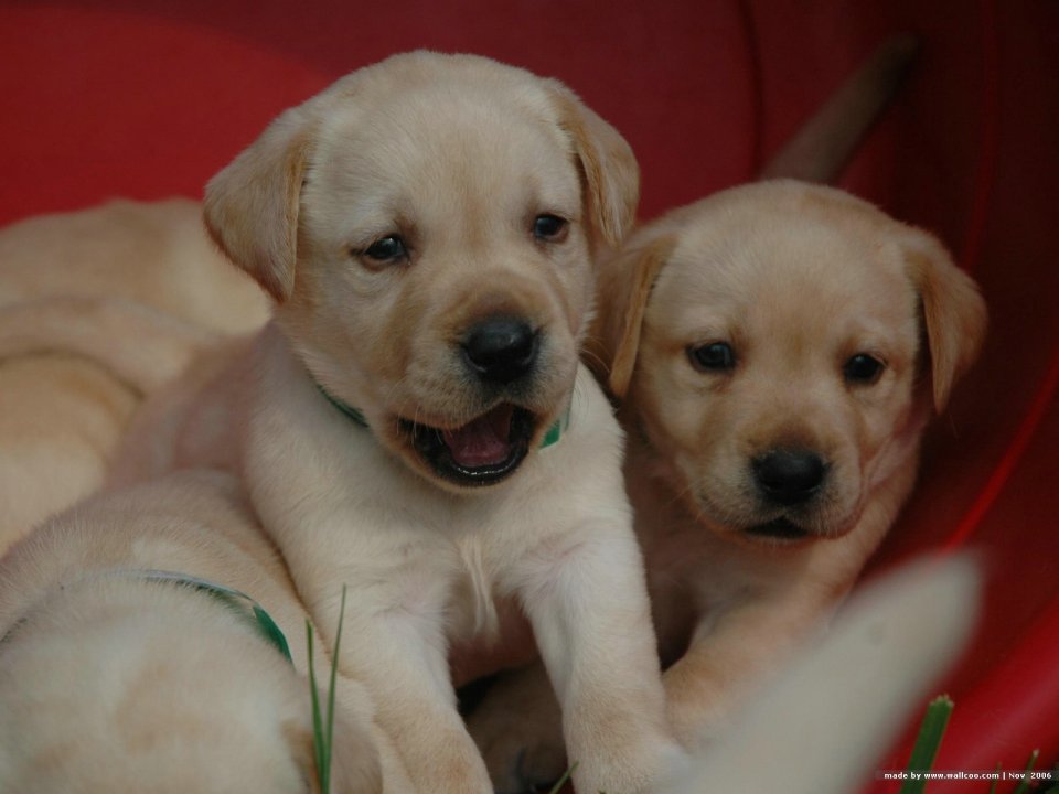 Cute Labrador Retriever Puppies