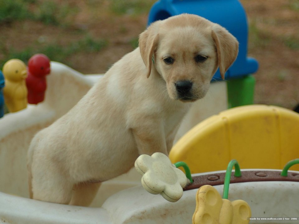 可爱拉布拉多幼犬与玩具