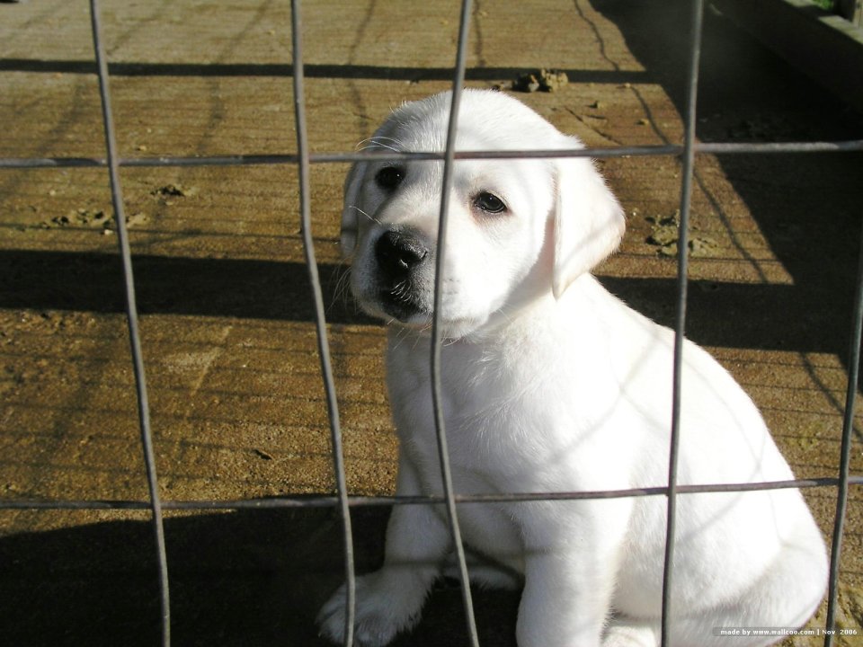 围栏后可爱的白色拉布拉多幼犬