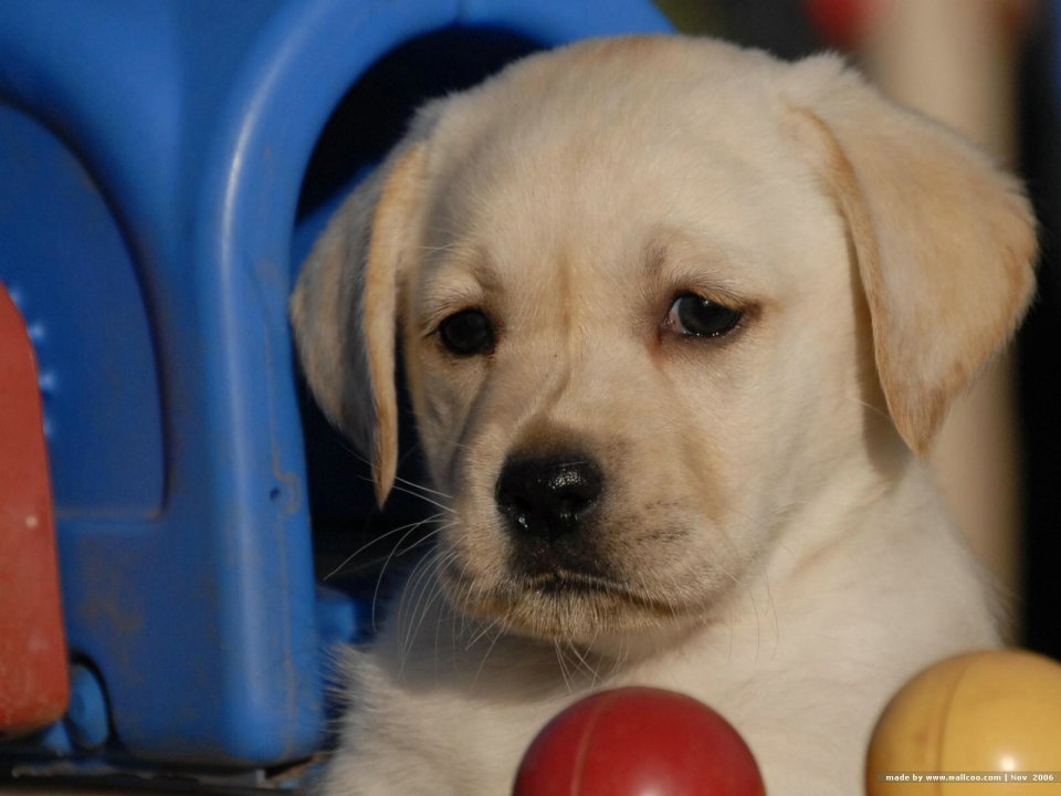 Cute Labrador Retriever Puppy Portrait