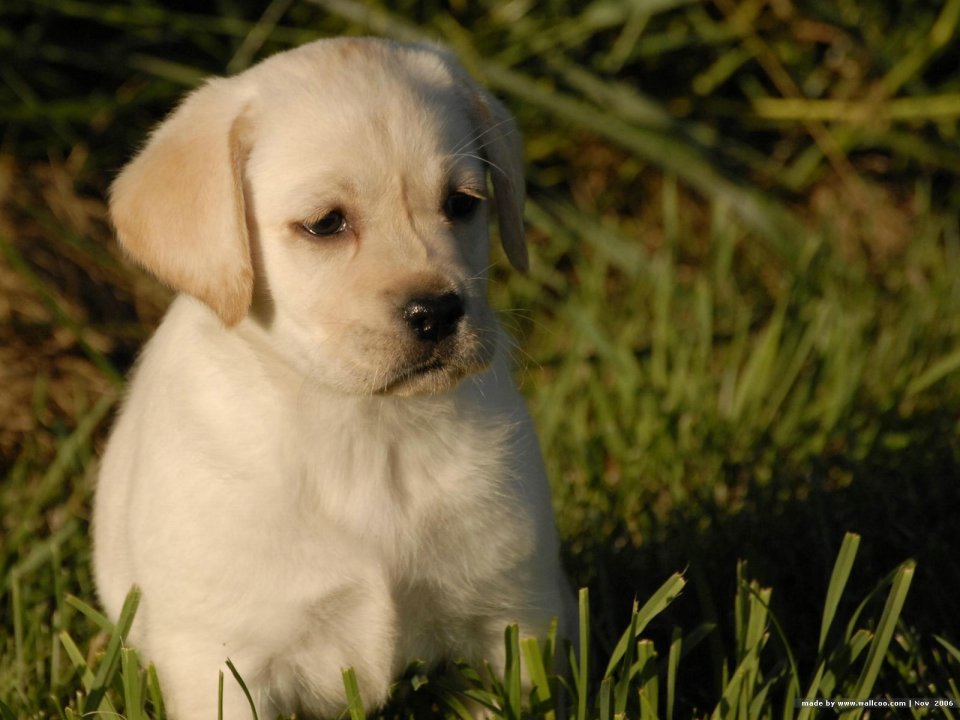 草地上的可爱拉布拉多幼犬