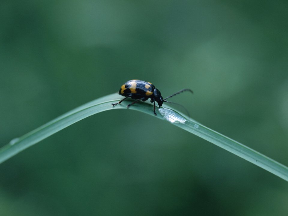 Yellow Black Spotted Beetle On Grass Leaf Macro Photography