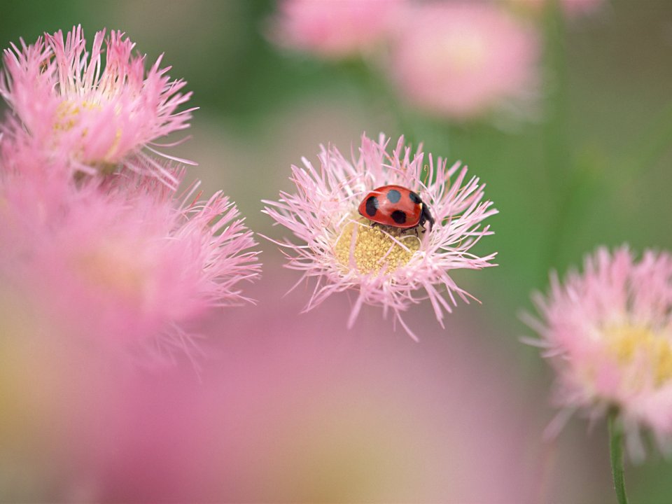 Ladybug Resting On Pink Flower Macro Wallpaper