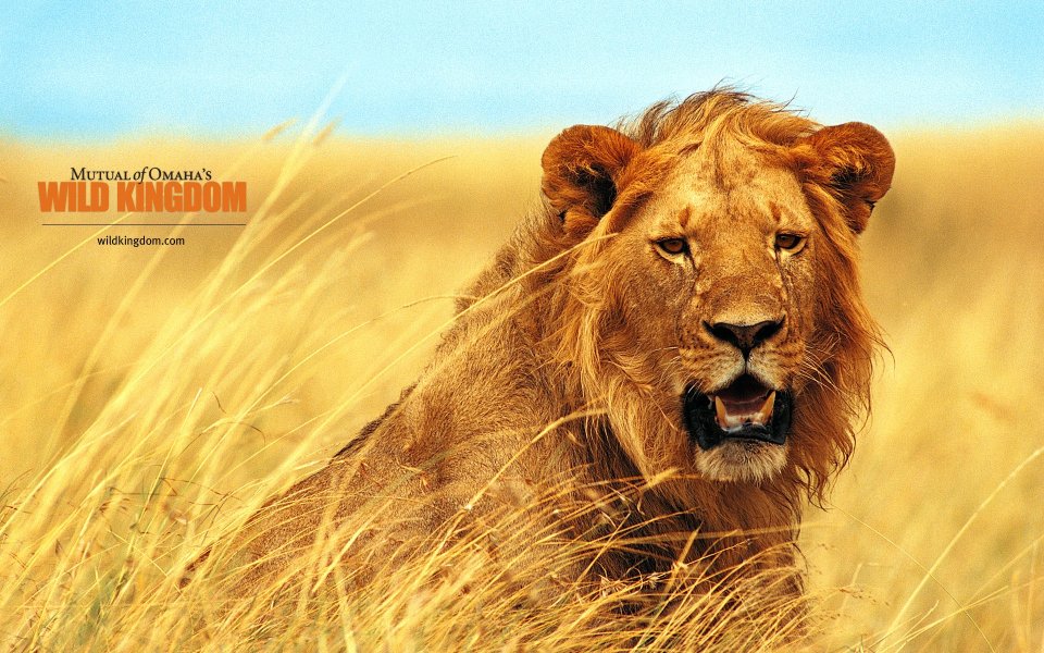 Male Lion In African Savanna Wild Nature Photo