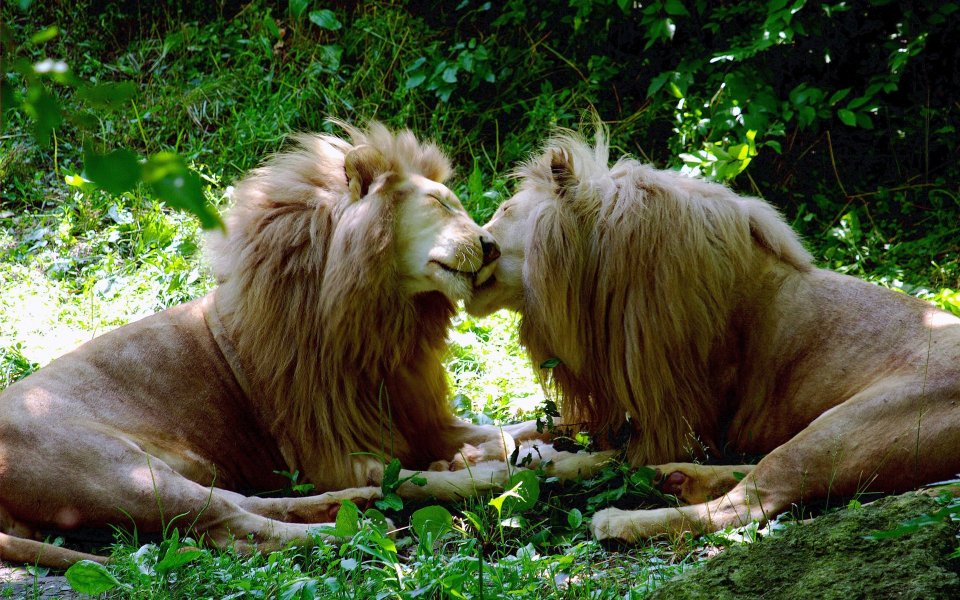 Affectionate Lion Couple In Forest