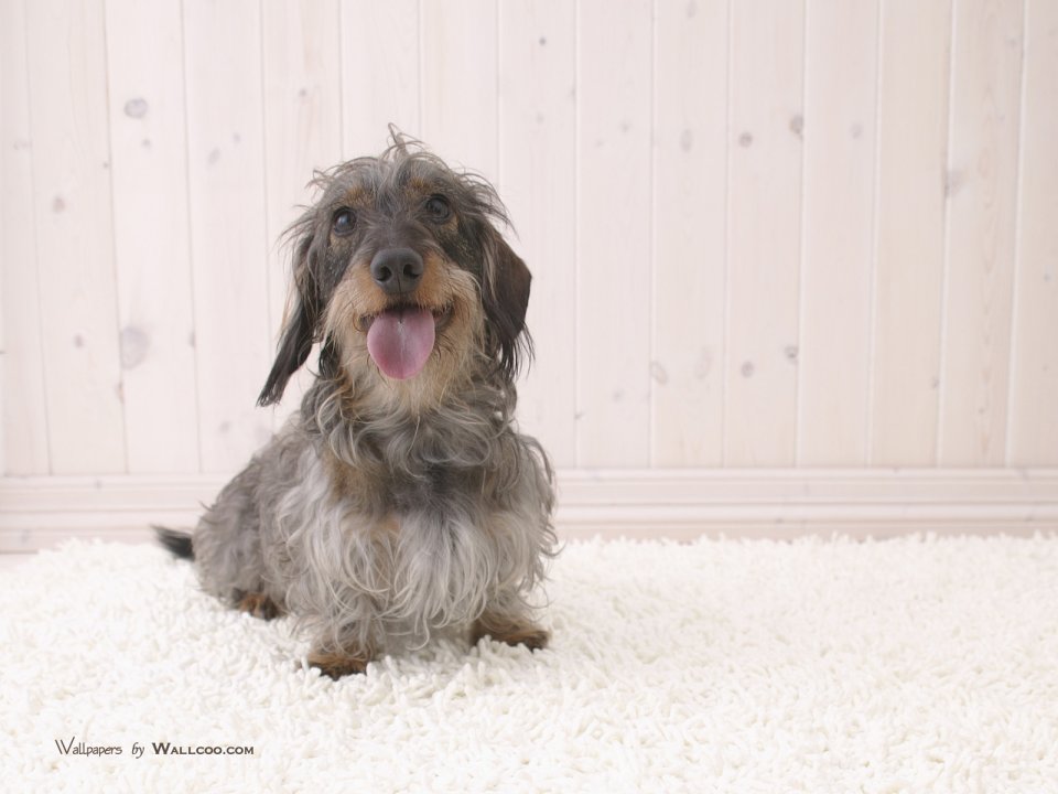 Smiling Wirehaired Dachshund Home Pet Wallpaper