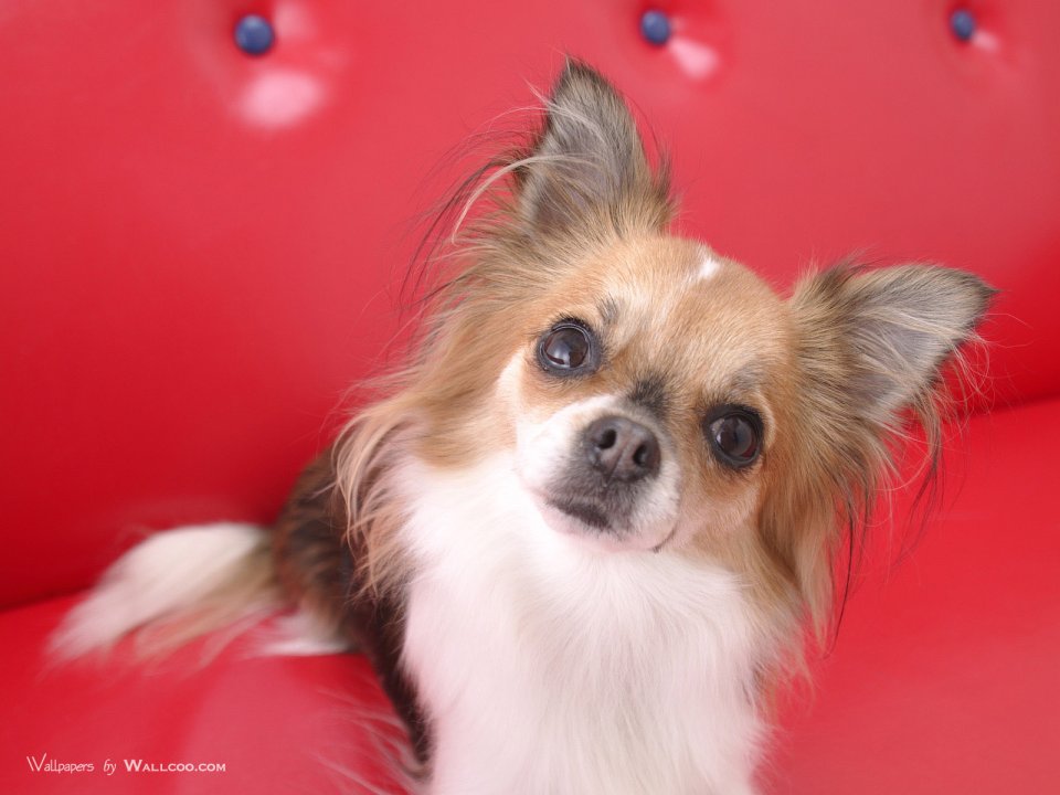 Long Haired Chihuahua Cute Pet Red Sofa Wallpaper
