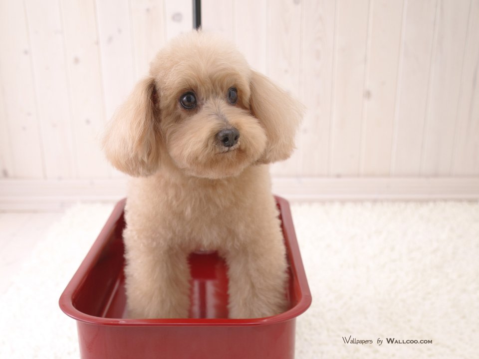 Light Brown Poodle Sitting In Red Storage Box