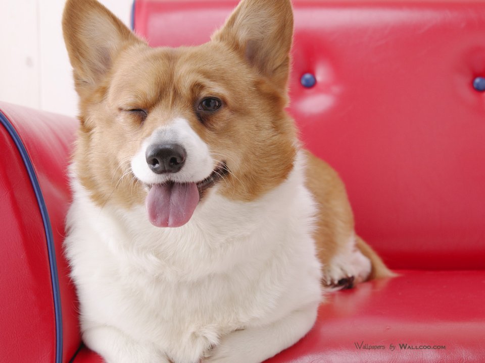 Cute Welsh Corgi Winking Sticking Tongue On Red Leather Sofa