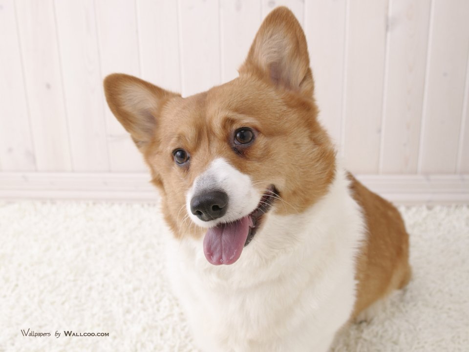 居家可爱威尔士柯基犬高清写真壁纸