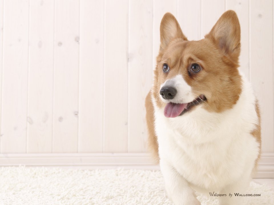 居家场景可爱威尔士柯基犬高清写真壁纸