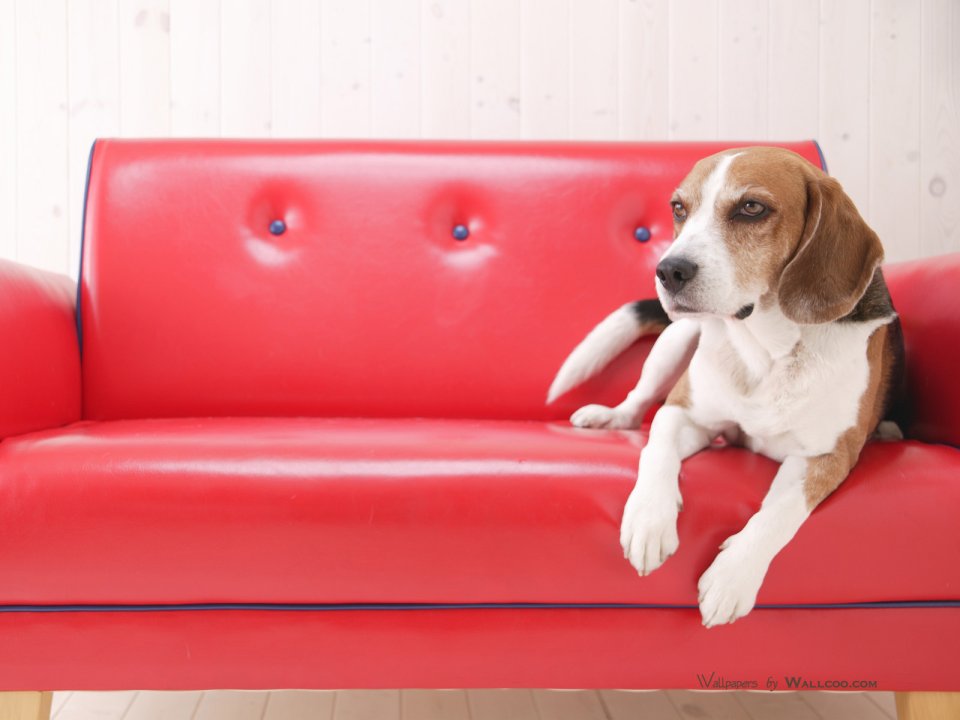 趴在红色皮沙发上的比格犬居家萌宠写真