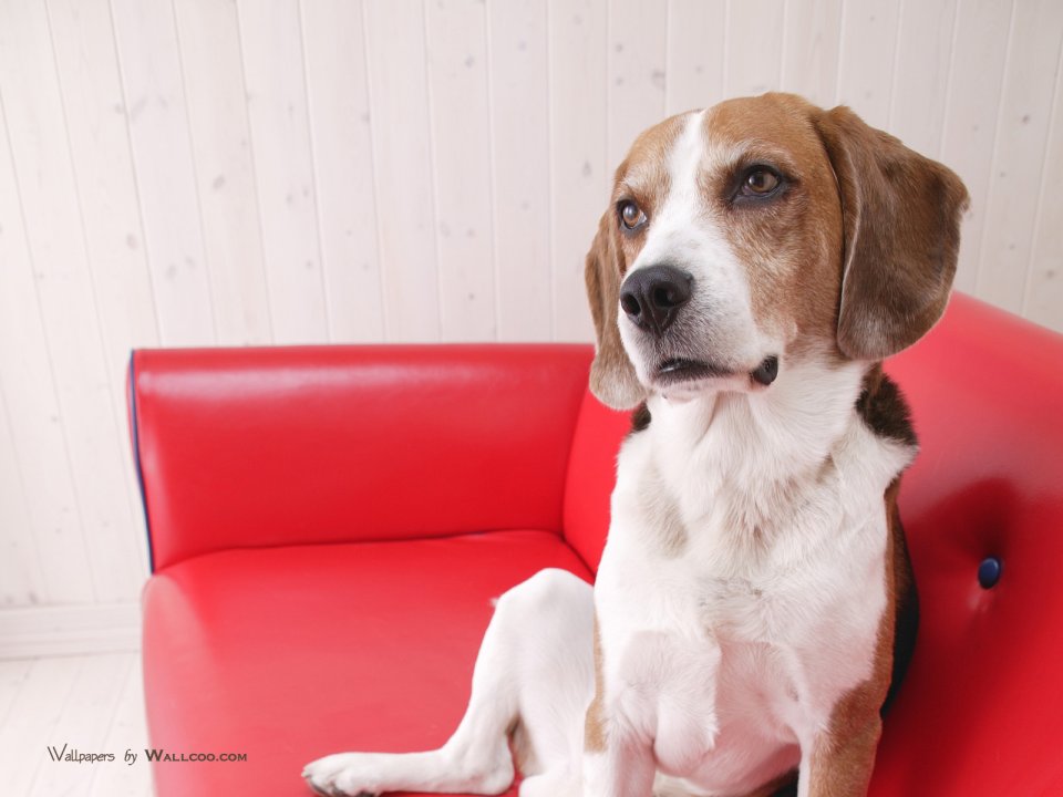 Beagle Sitting On Bright Red Leather Sofa Pet Photography