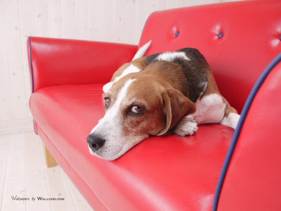 Lazy Beagle Lying On Red Leather Sofa Home Pet Photo