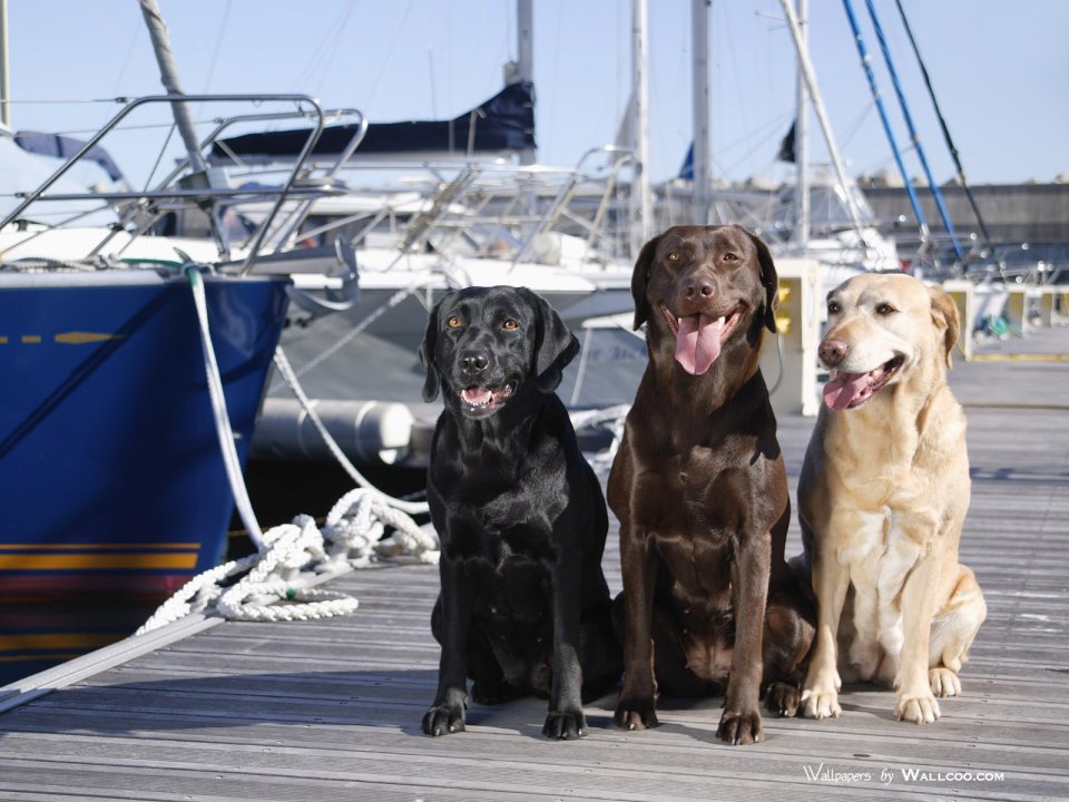 Three Labrador Retrievers Sitting On Harbor Dock