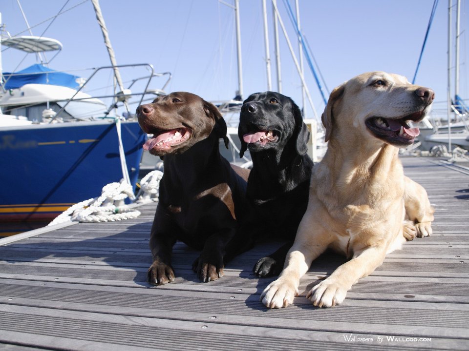 Three Labrador Retrievers On Sunny Harbor Dock