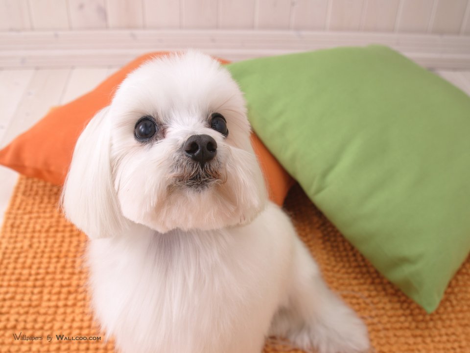 可爱白色马尔济斯犬居家萌宠摄影壁纸