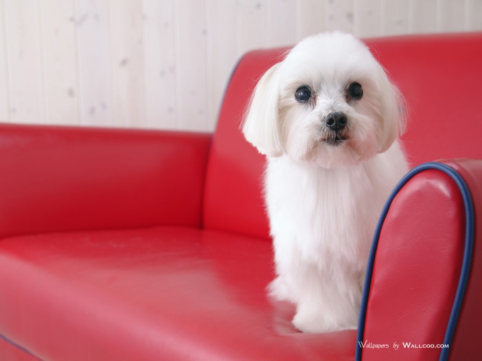 White Maltese Puppy Sitting On Red Leather Sofa