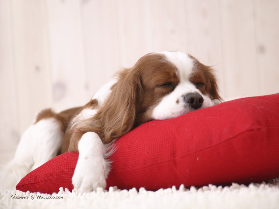 Sleeping Cavalier King Charles Spaniel Cute Pet Wallpaper