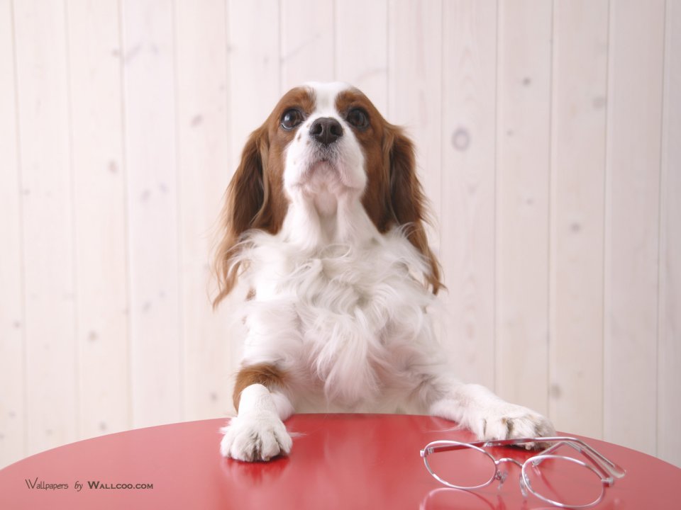 趴在红桌上的查理士王小猎犬萌宠写真壁纸