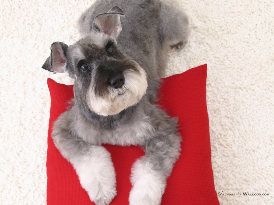 Cute Schnauzer Lying On Red Pillow Looking Up