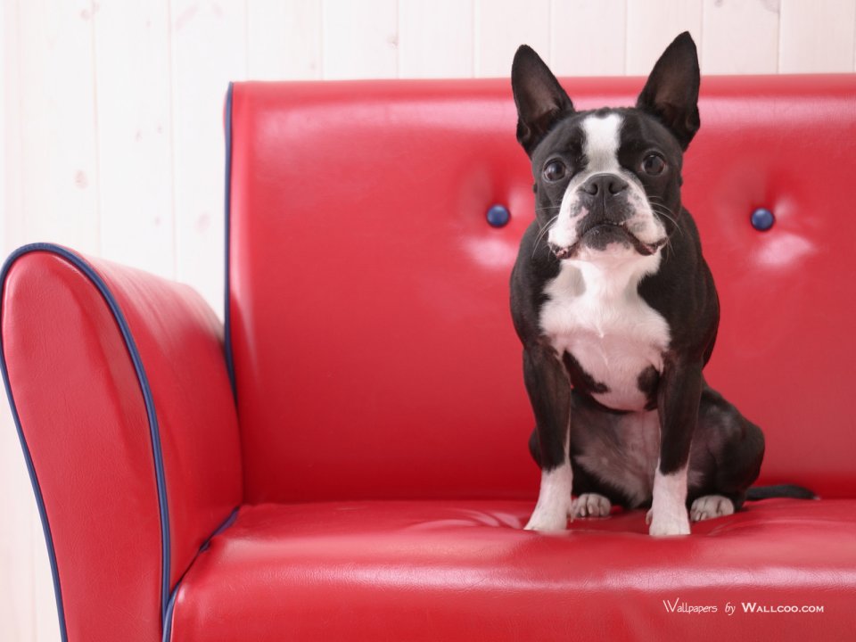 Boston Terrier Sitting On Red Leather Sofa Cute Pet Photo
